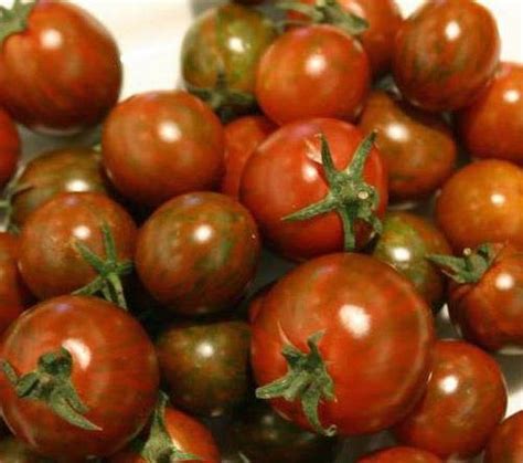 Safari Tomaten Samen Bestellen Chili Shop24de