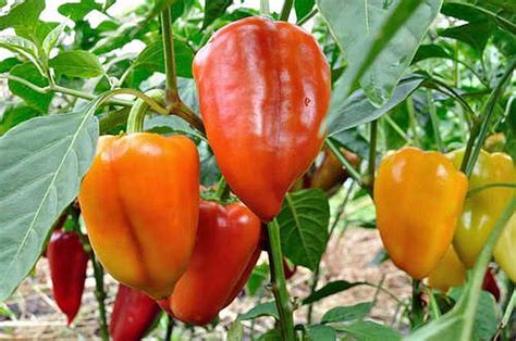 Bell Peppers Delectable Edibles You Can Grow In Your Indoor Winter