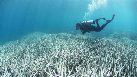 The Great And Dying Barrier Reef The New York Times