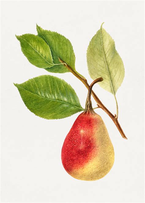 Vintage Pear Illustration Digitally Enhanced Free Photo Illustration