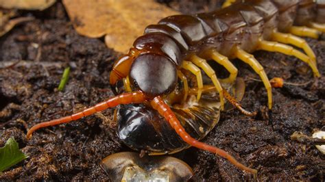 Giant Centipedes Can Kill Prey 15 Times Bigger Than They Are Thanks To