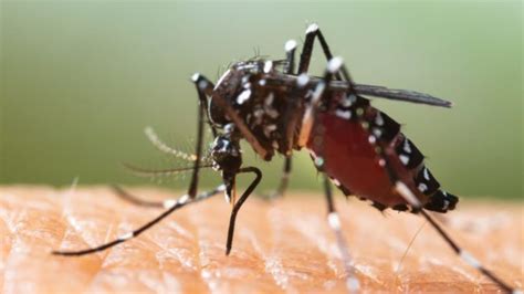 Scientists Find New Invasive Mosquito Species In Florida St Lucia