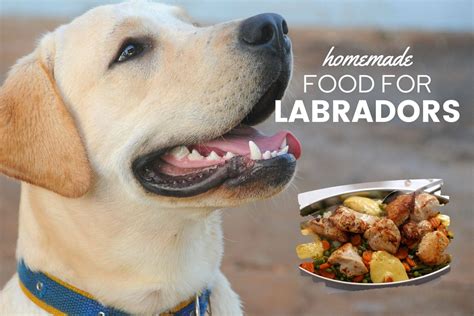 The Ultimate Labrador Retriever Homemade Food Guide Canine Bible