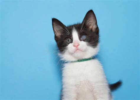 Black And White Tuxedo Kitten On Blue Background Stock Image Image Of