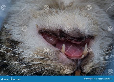Eosinophilic Granuloma In Cats With Allergies Stock Photo