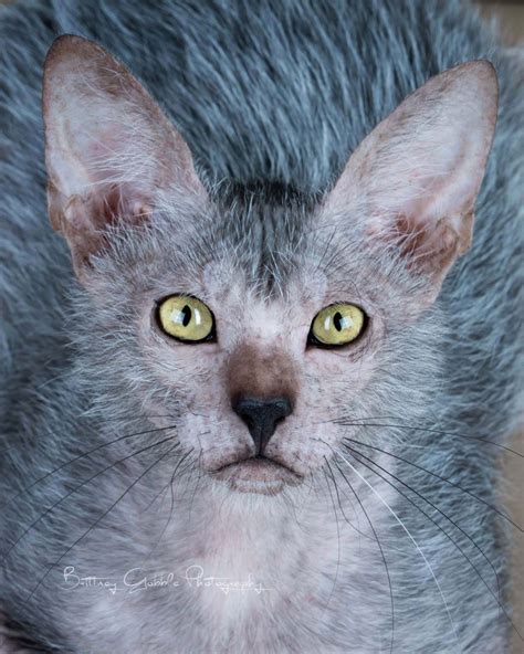 Breeding Lykoi Lykoi Cats ~ The Original Lykoi Breeder Lykoi Cat Werewolf Cat Rare Cats