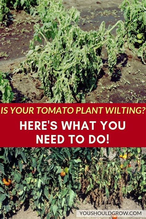What To Do If Your Tomato Plant Wilts Tomatoes Plants Problems