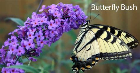 17 Top Blooming Plants For Your Butterfly Garden