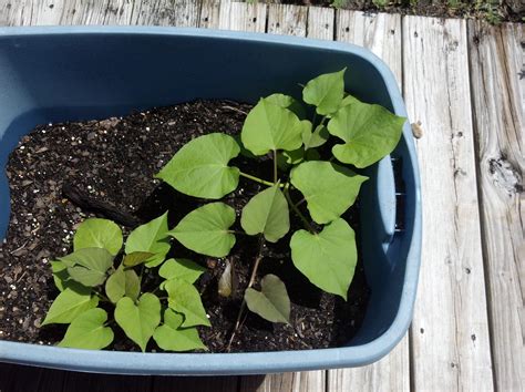 Growing Sweet Potatoes In Containers Growing Sweet Potatoes