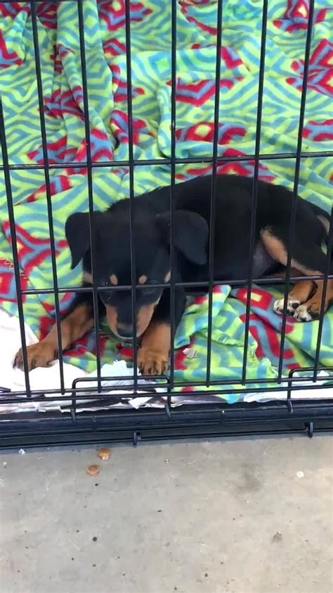 Your local veterinarian in dothan. Dothan Animal Shelter Adoptable Pets - Home | Facebook