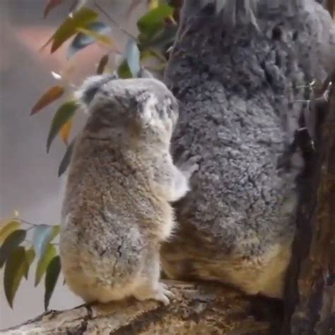 Pin On Koala