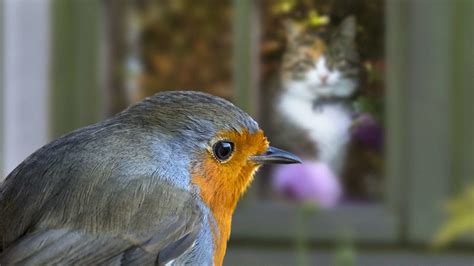 How To Stop Birds From Crashing Into Windows Mental Floss