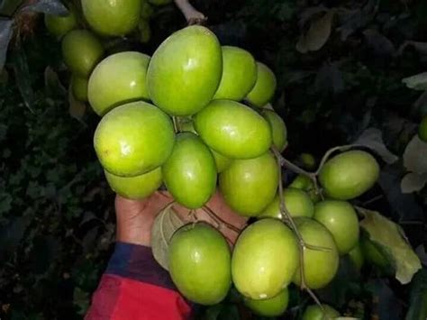 Thai Apple Ber Plant एप्पल प्लांट सेब का पौधा Shr Shiva Bio Plantec