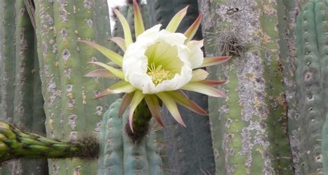 En polvo o en te (queda como un jarabe). ᐈ CACTUS SAN PEDRO Echinopsis Panachoi 【 Guía 2020