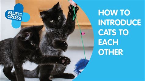 Introducing Cats Blue Cross Youtube