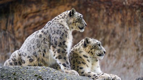 Snow Leopards Animals Wildlife Profile Stones Wallpapers Hd