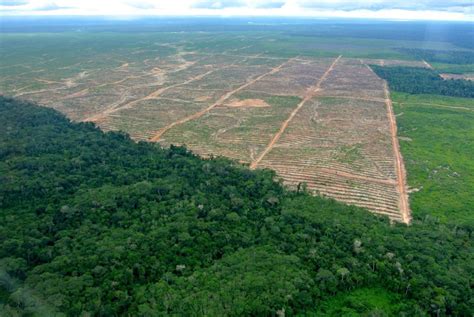 Are You Overwhelmed By The Palm Oil Crisis Fight For Wildlife
