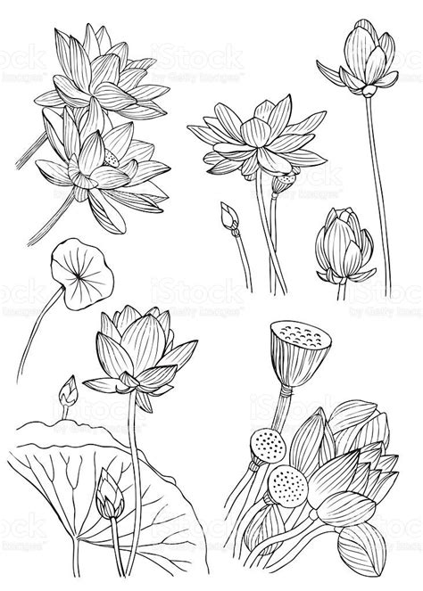 Hand Drawing Of Water Lilies Rendering As Vector And Isolated On