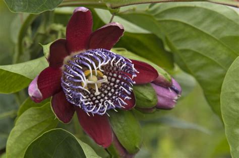 Passiflora Alata F Winged Stem Passion Flowerrhs Gardening