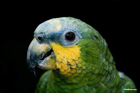 Imágenes de Pájaros: Loros