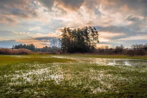 Free Picture Swamp Landscape Nature Dawn Grass Sky Atmosphere