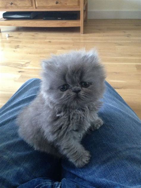 She could even give her paw. grey blue persian cat | Kittens cutest, Blue cats