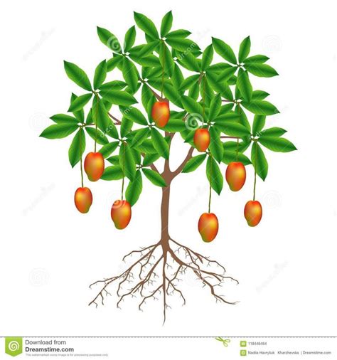 Mango Tree With Roots Clipart