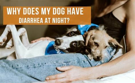 Why Do Dogs Have Diarrhea At Night