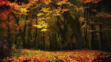 Hd Wallpaper Maple Leaf Tree Nature Landscape Fall Forest Trees
