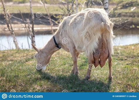 Big And Full Of Milk Goat Udder Stock Image Image Of Hair Full 240389957