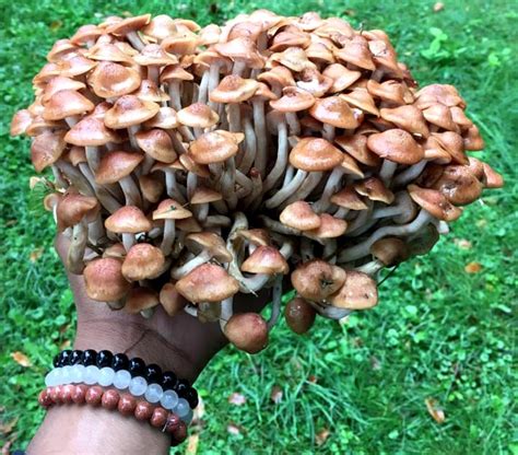 I wanted to be my own boss, i wanted to grow food for my living & add to the local food available in my area. Grow Your Own Mushrooms at Home: Inside & Outside ...