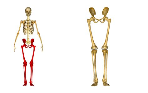 Lower Leg Bones Pelvic-Femur-Tibia-Fibula-Foot | John The Bodyman