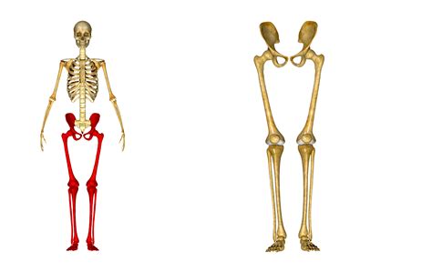 Blood vessels and nerves enter the bone. Human Leg Bones