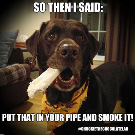 Idiomatic translations of put it into your pipe and. 17 Best images about Chuckie the Chocolate Lab on Pinterest | Gifts for dogs, Funny golden ...