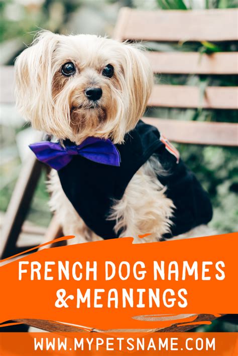You Searched For French Dog Names Meanings Artofit