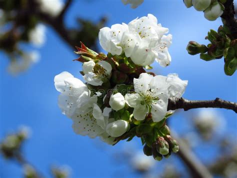 Prunus Avium Wild Cherry Sweet Cherry Gean Bird Cherry A Flowering