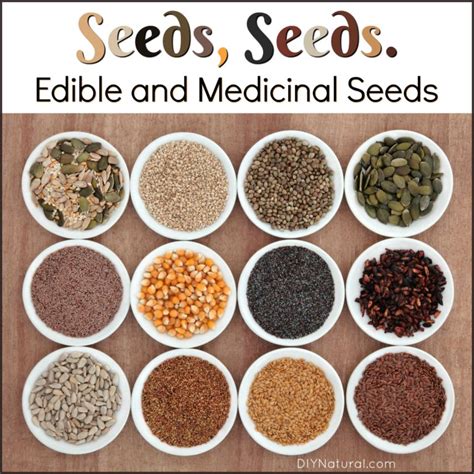 Seeds Edible Seeds Medicinal Seeds 10 Seeds You Can And Should Eat
