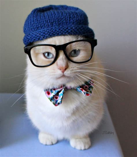 Hipster Cat Tumblr