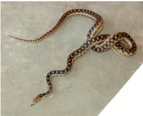 Take a look at some of the links and information here to help you learn how to know if a snake is a rattlesnake or a gophersnake. Cannundrums: San Diego Gopher Snake