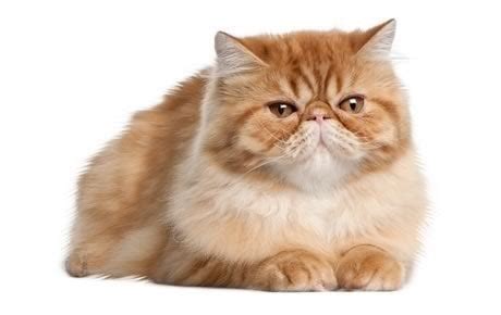 This link takes you to the history (opens in a new window) of the breeding programme over the past 40 years or so. Persian Cat Breed Information, Pictures, Characteristics ...