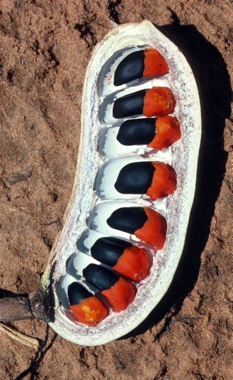 Seed Pod Of Afzelia Quanzensis Known As Pod Mahogany This Tree Is