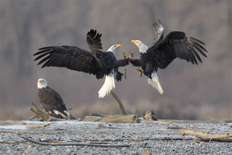 Bald Eagle Fight At Chilkat River Shetzers Photography
