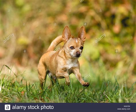 77 Chihuahua Dog Running L2sanpiero