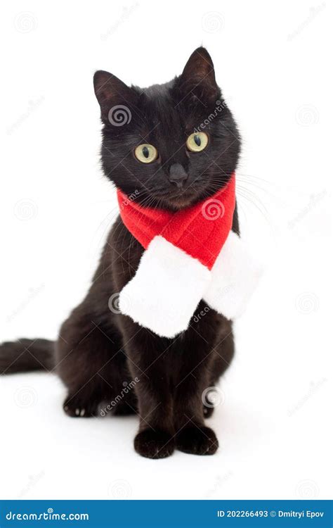 Portrait Of Black Cat In Santa Claus Costume Christmas Dress And Santa