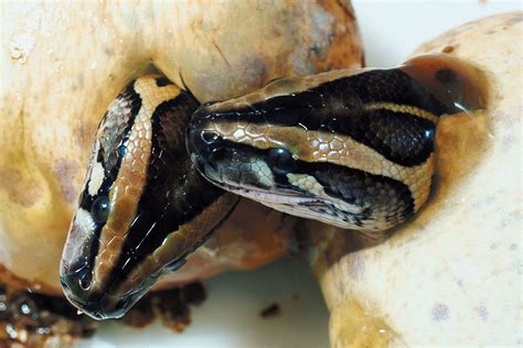 How Do Snakes Have Sex Unraveling The Mysterious Mating Habits Of Snakes