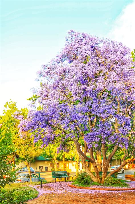 Purple Rain Purple Rain A Princely Jacaranda Tree In Dow Flickr