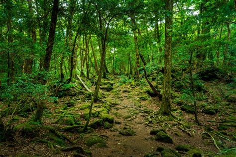 What Is The Aokigahara Forest In Japan And Can You Visit It Verdict