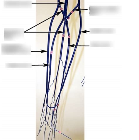 Wireman Upper Arm Vein Diagram Quizlet
