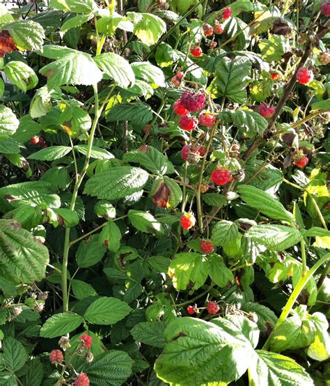Plant potted transplants in the spring after threat of frost has passed. Raw Edible Plants: Wild raspberries (Rubus idaeus)