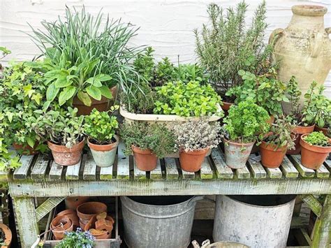 10 Garden Herbs Every Cook Needs To Grow In 2020 Garden Herb Garden